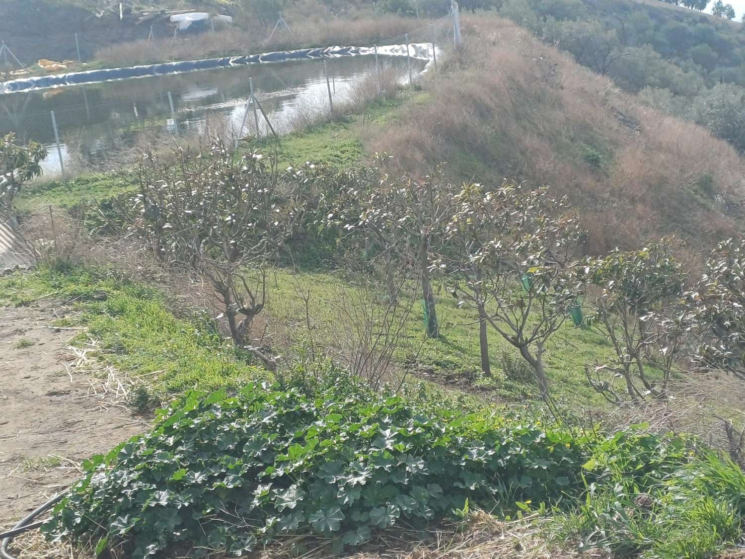 parcela de mangos con vistas al mar el algarrobo