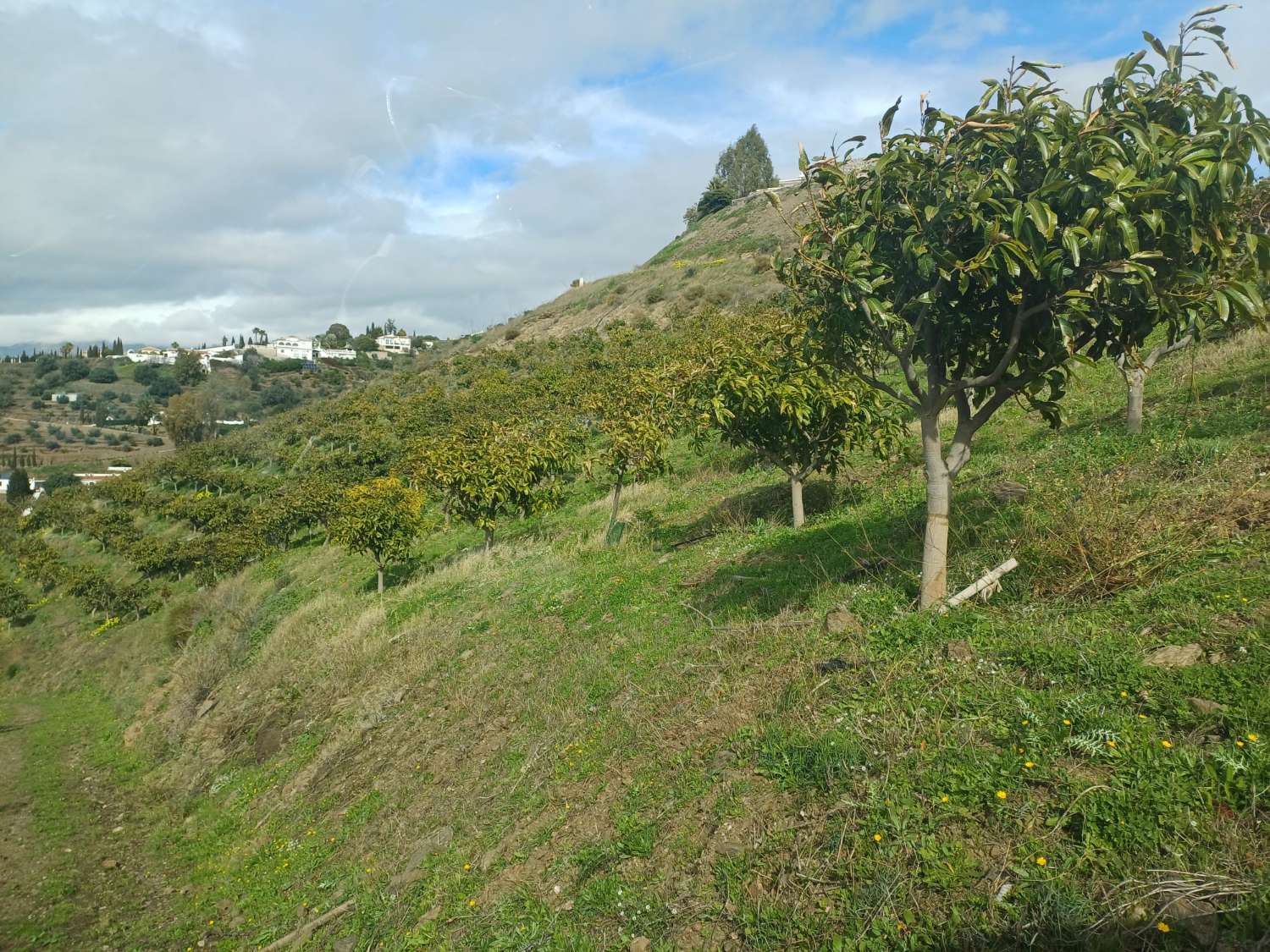 parcela de mangos con vistas al mar el algarrobo