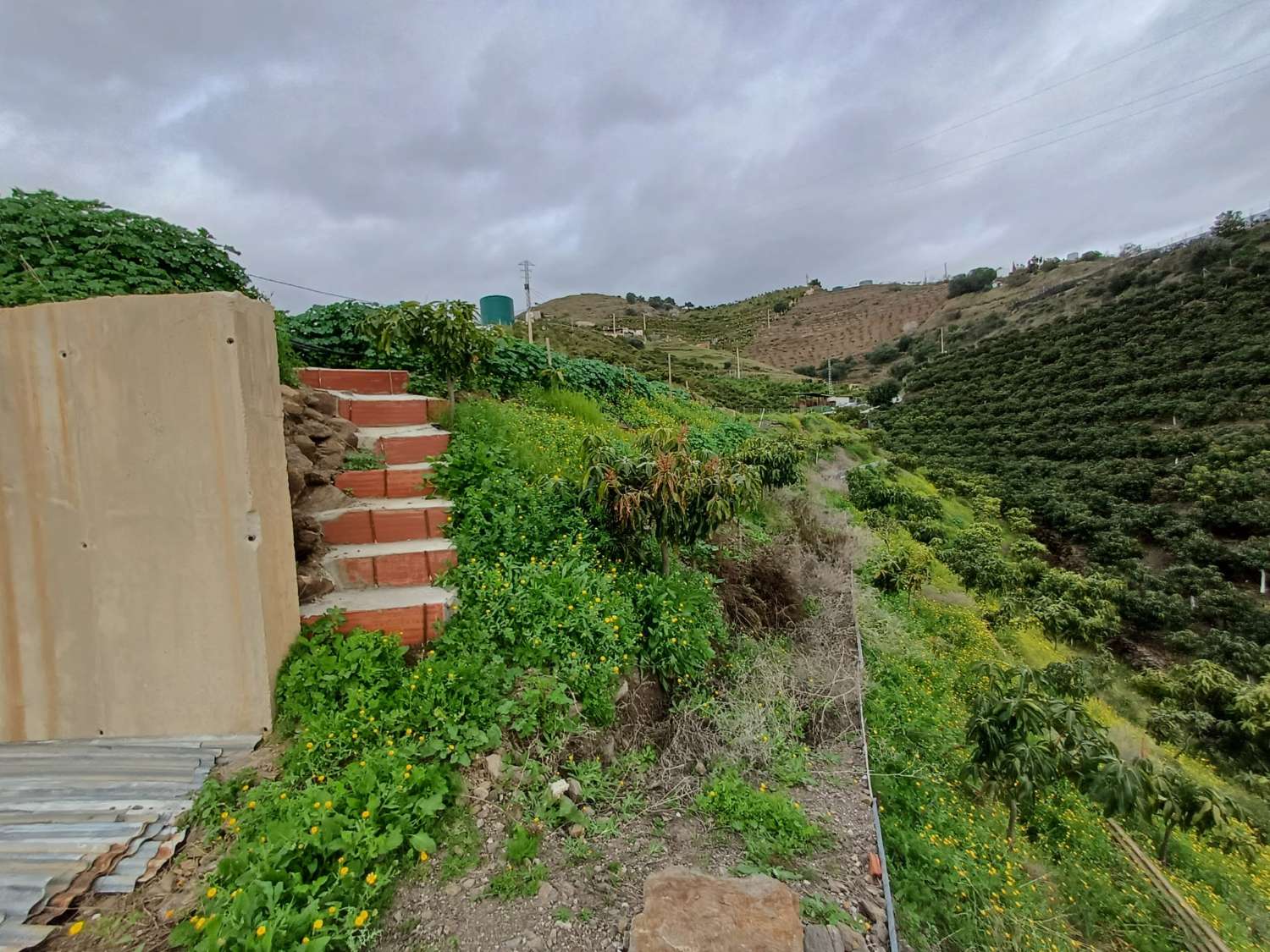 Parcela de mangos con sistas al mar en algarrobo