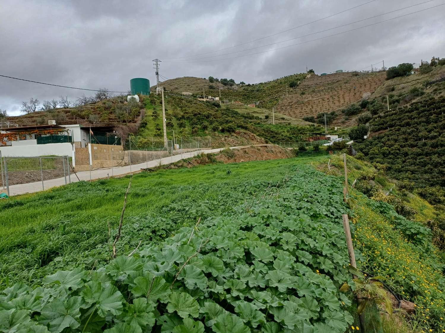 Parcela de mangos con sistas al mar en algarrobo