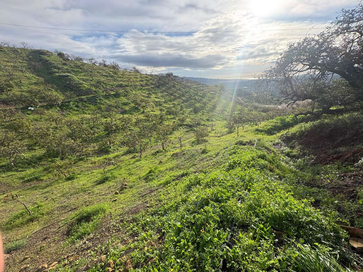Parcela en almachar con mangosy casa para reformar