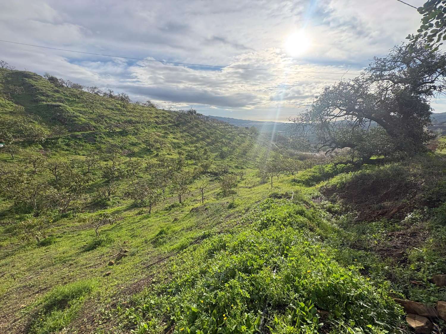 Parcela en almachar con mangosy casa para reformar