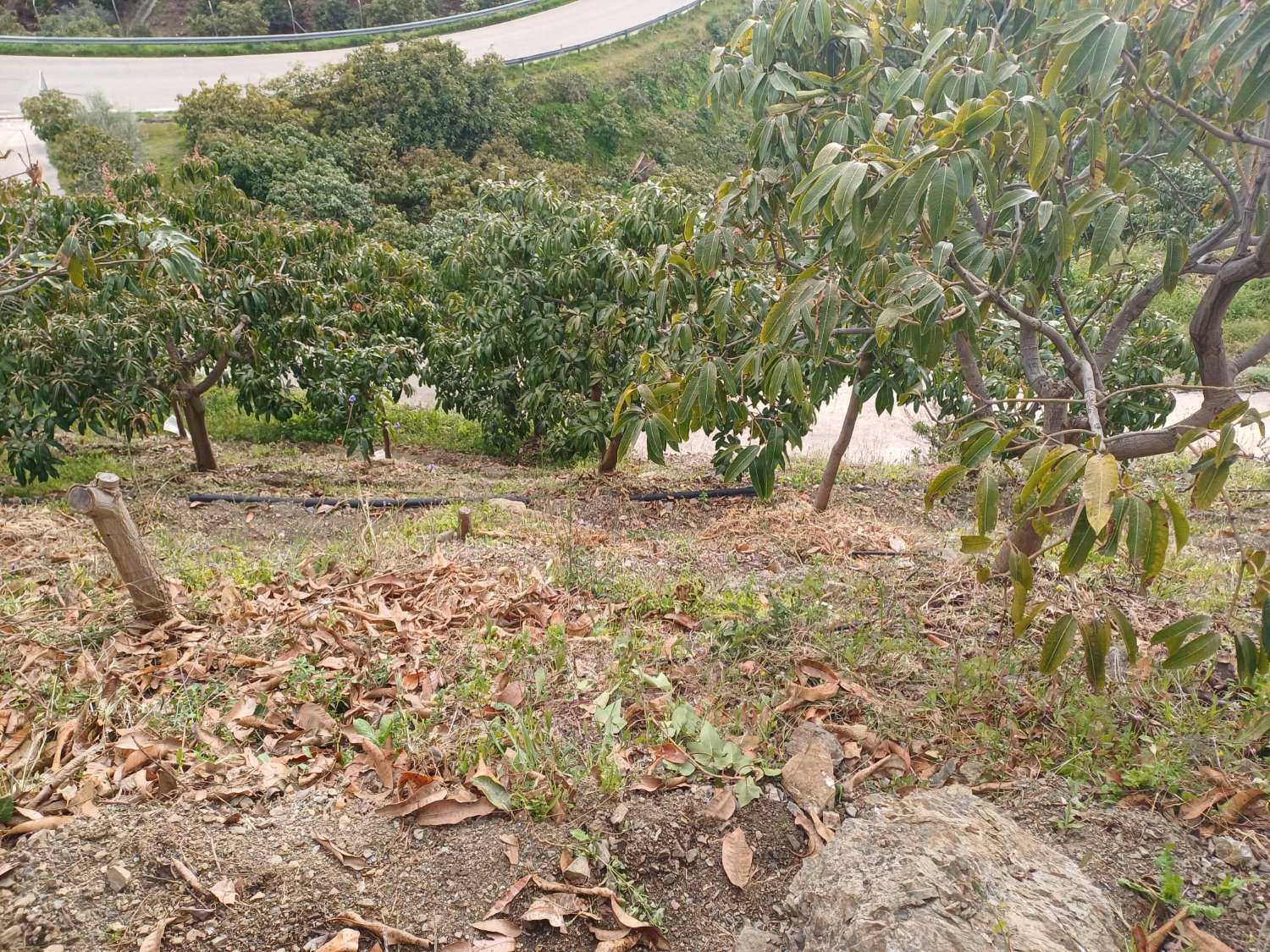 Casa de campo con piscina en Almachar