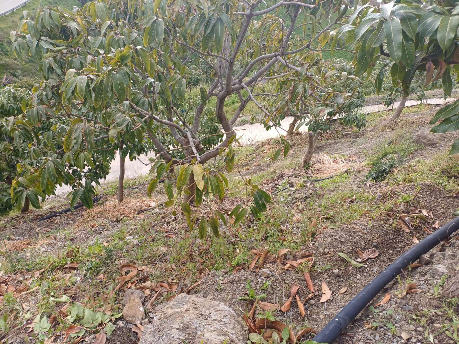 Casa de campo con piscina en Almachar