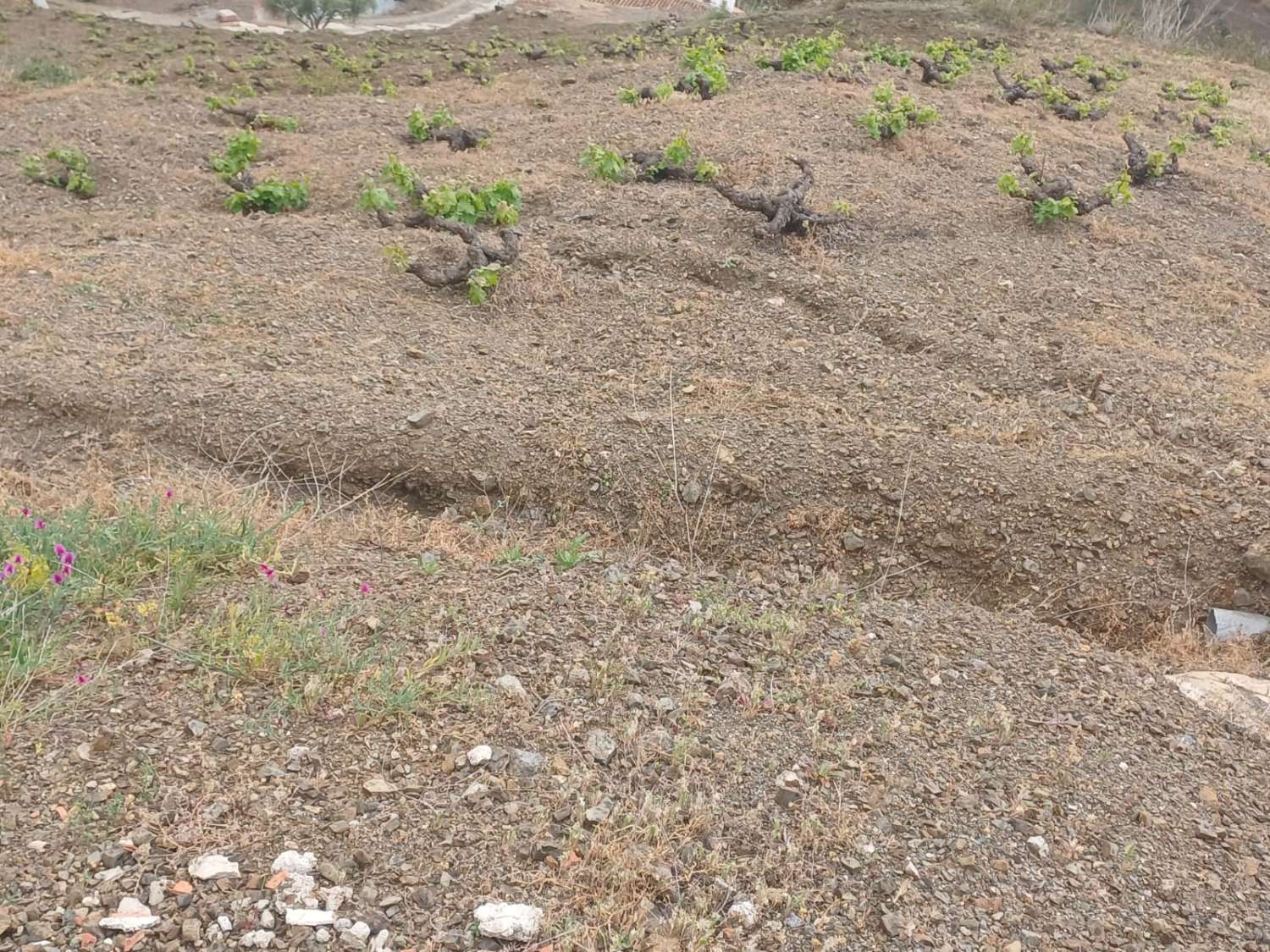 Etxea salgai in Almáchar