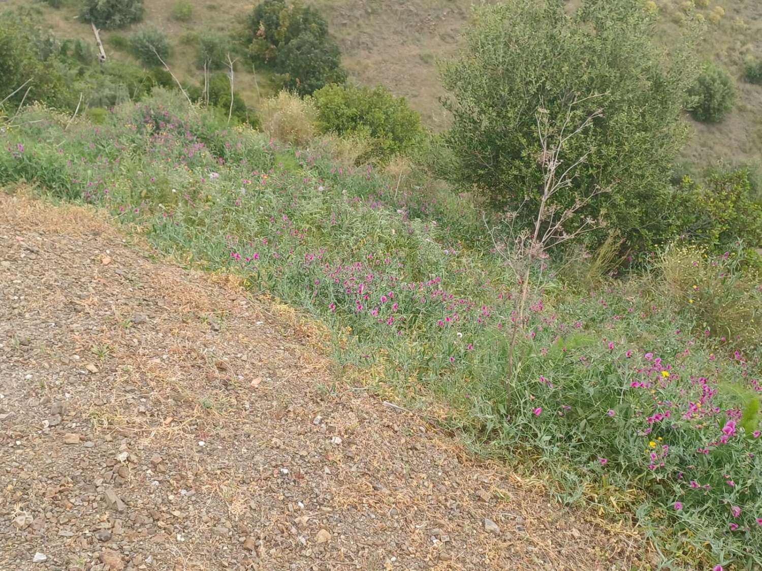 Etxea salgai in Almáchar