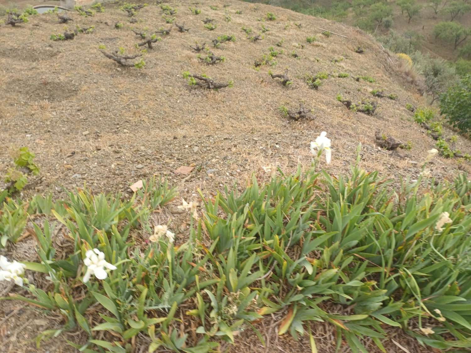 Etxea salgai in Almáchar