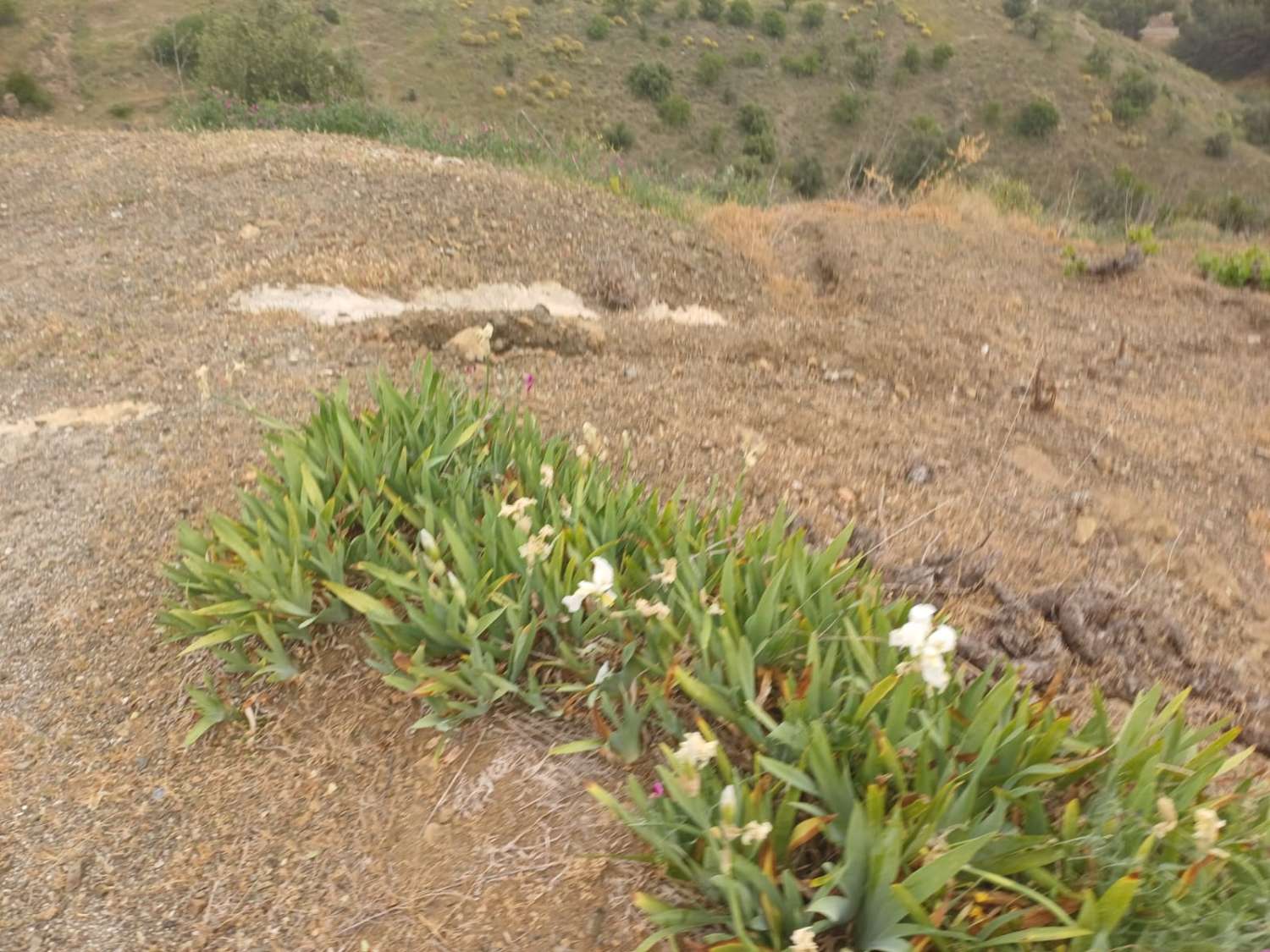 Etxea salgai in Almáchar