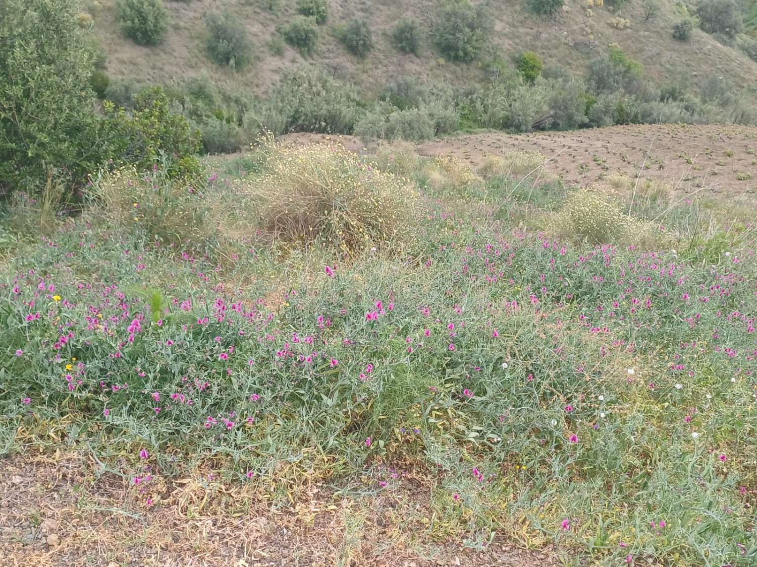 Etxea salgai in Almáchar