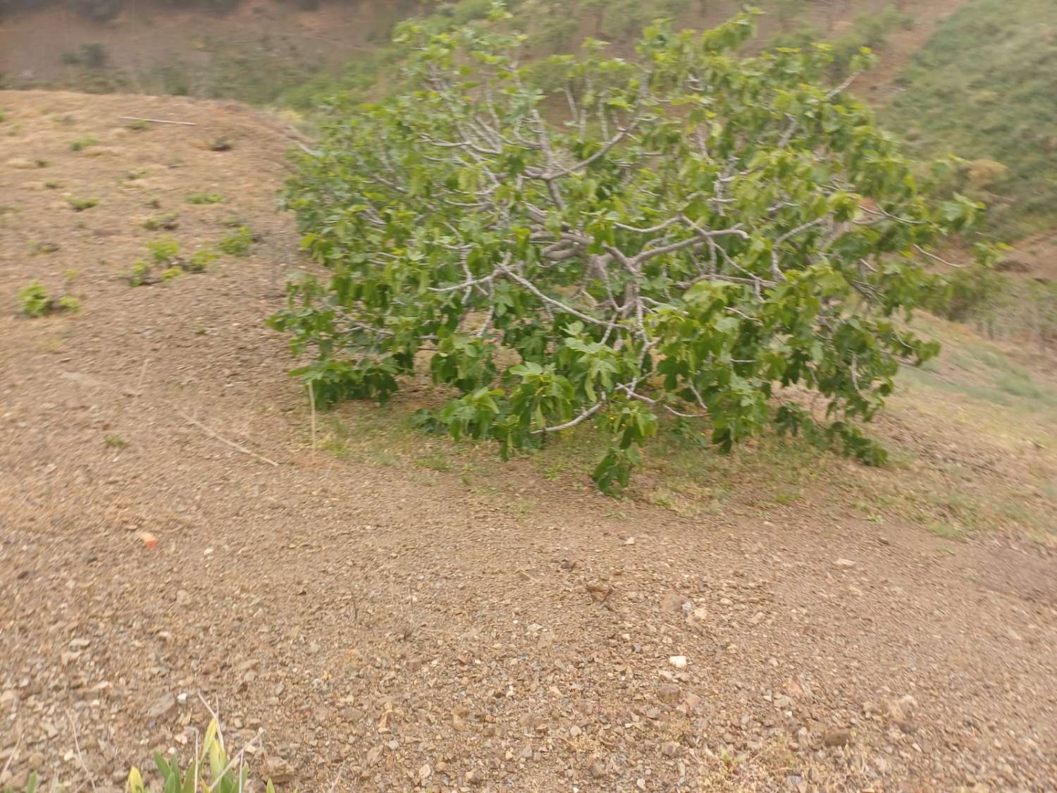 Etxea salgai in Almáchar