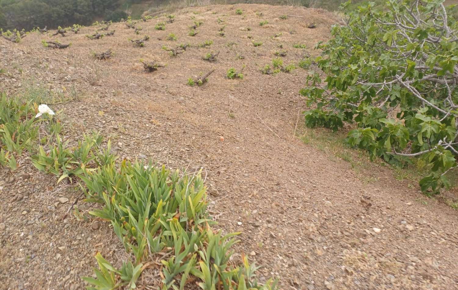 Etxea salgai in Almáchar