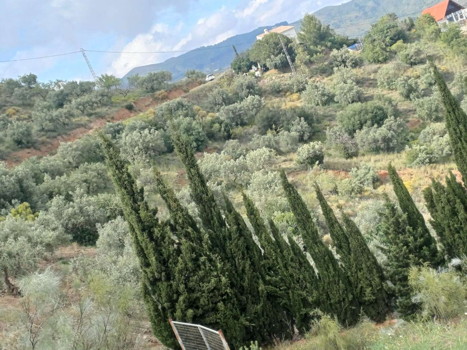 Parcela en moclinejo puesta de olivos