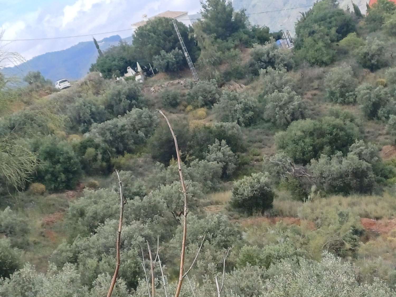 Parcela en moclinejo puesta de olivos