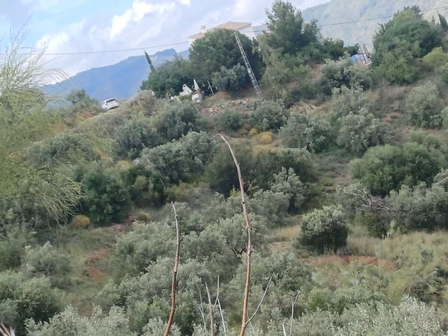 Parcela en moclinejo puesta de olivos