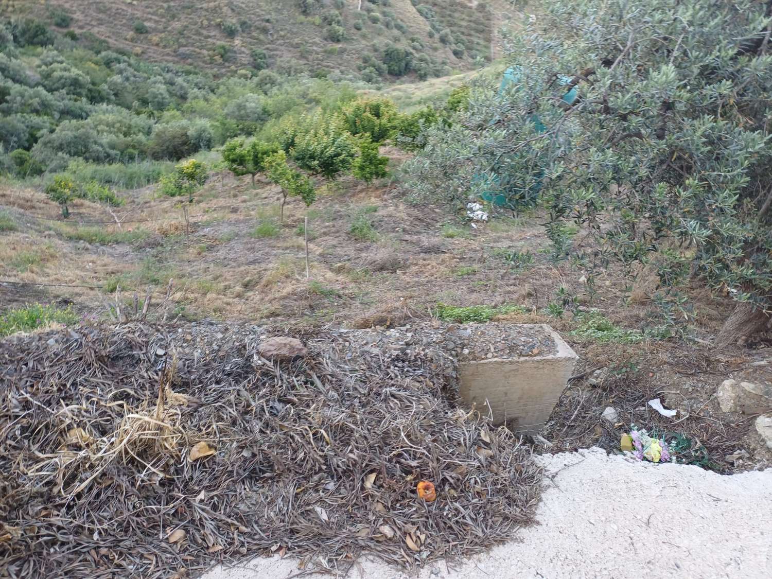 Parcela en moclinejo con arboles frutales