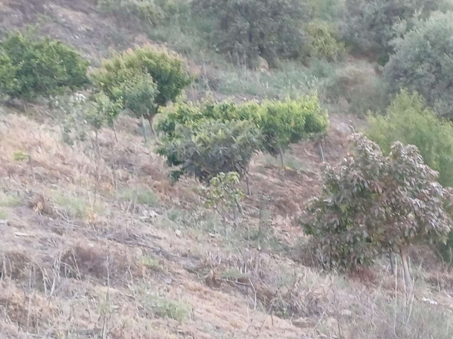 Parcela en moclinejo con arboles frutales