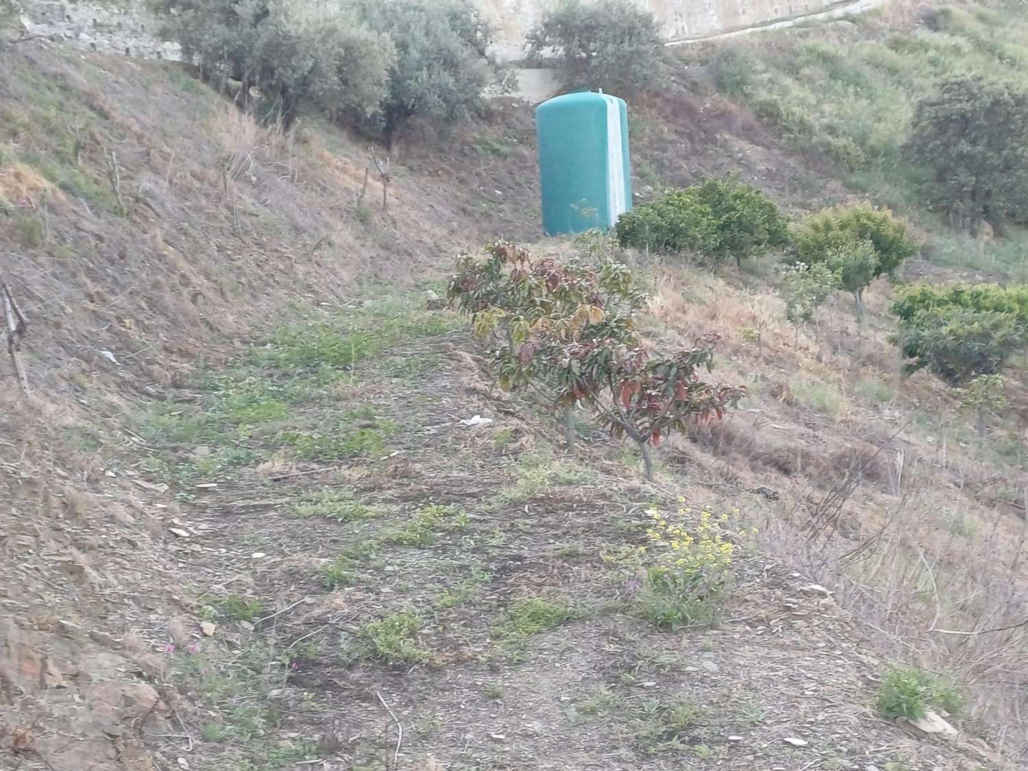 Parcela en moclinejo con arboles frutales