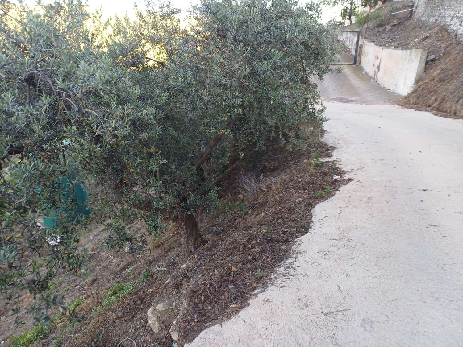 Parcela en moclinejo con arboles frutales