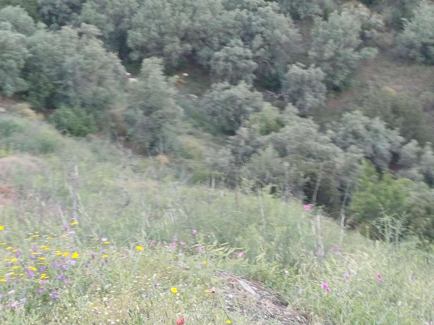 Parcela en moclinejo con arboles frutales