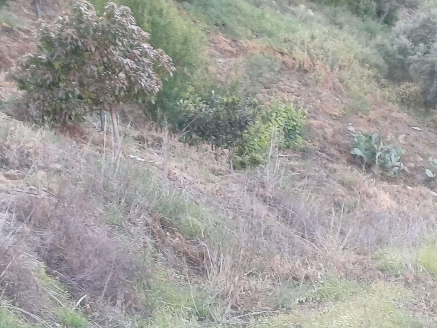 Parcela en moclinejo con arboles frutales