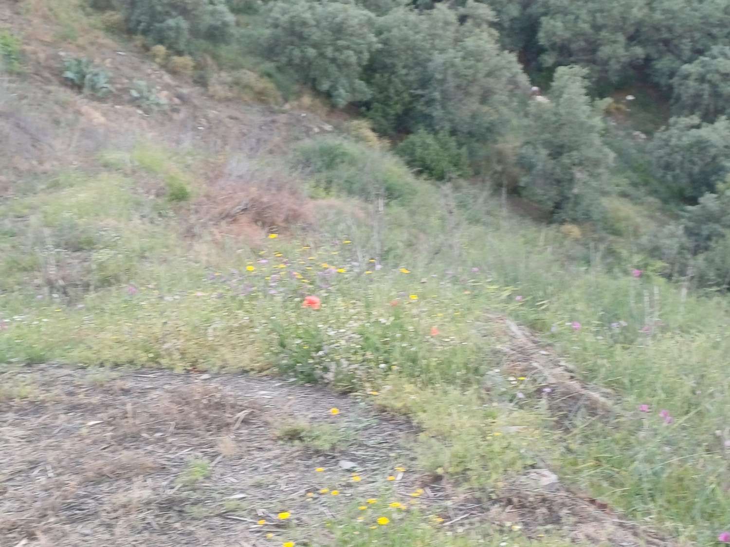 Parcela en moclinejo con arboles frutales