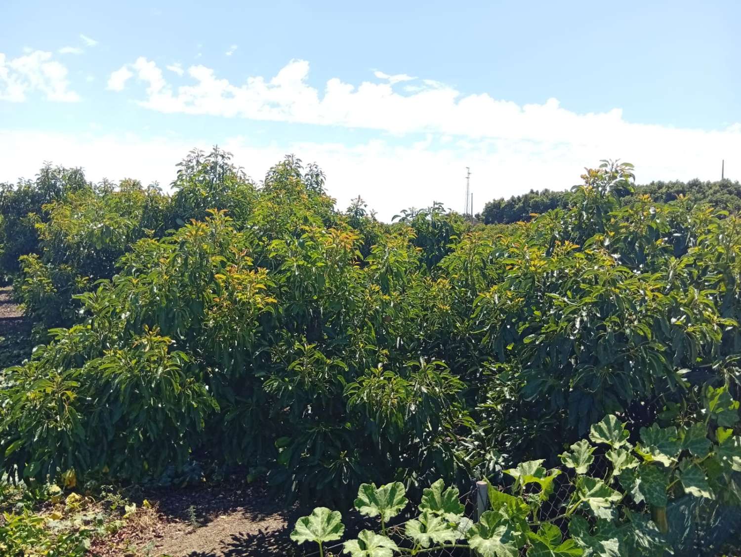 Parcela de aguacates en velez malaga