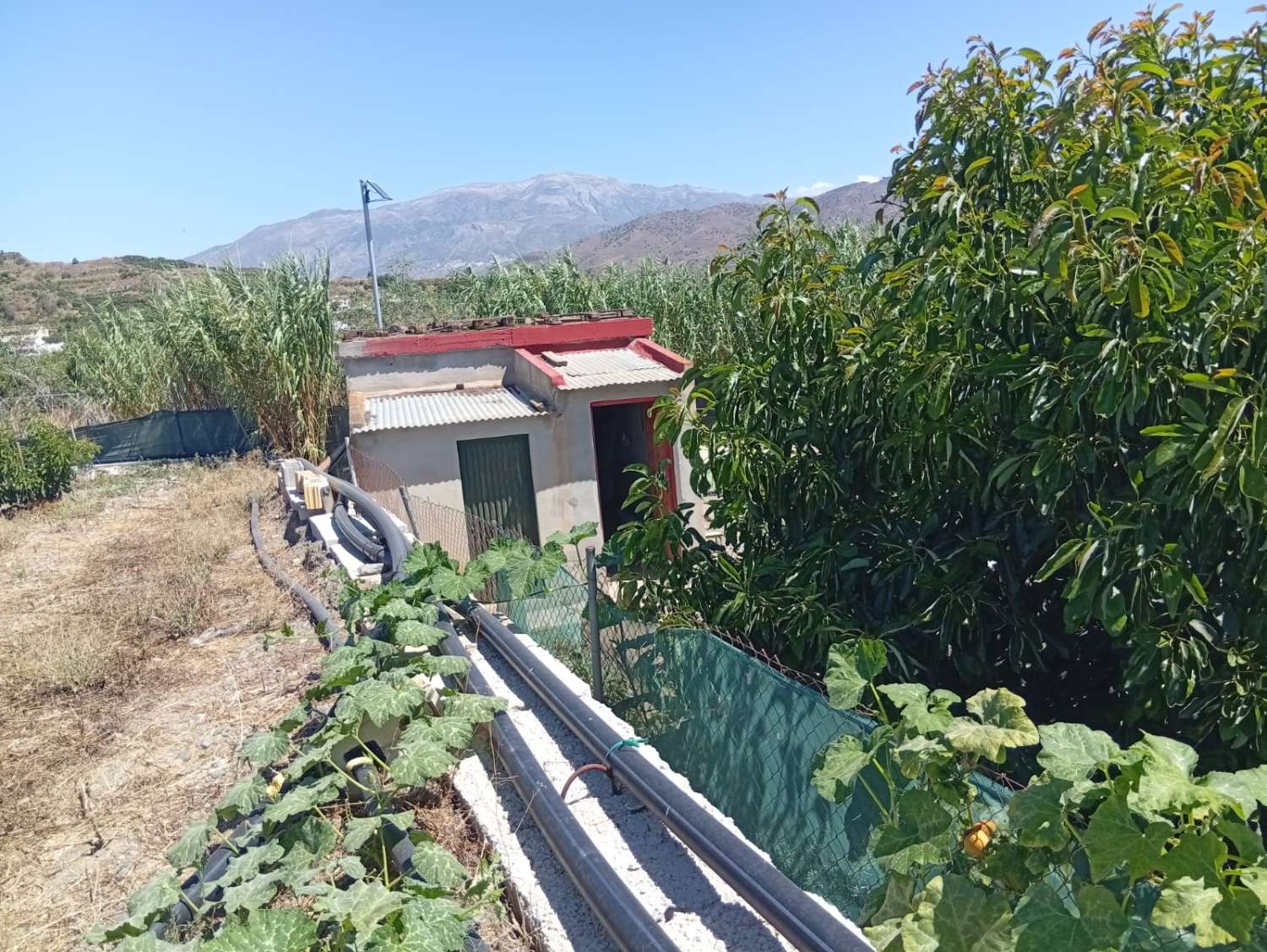 Parcela de aguacates en velez malaga