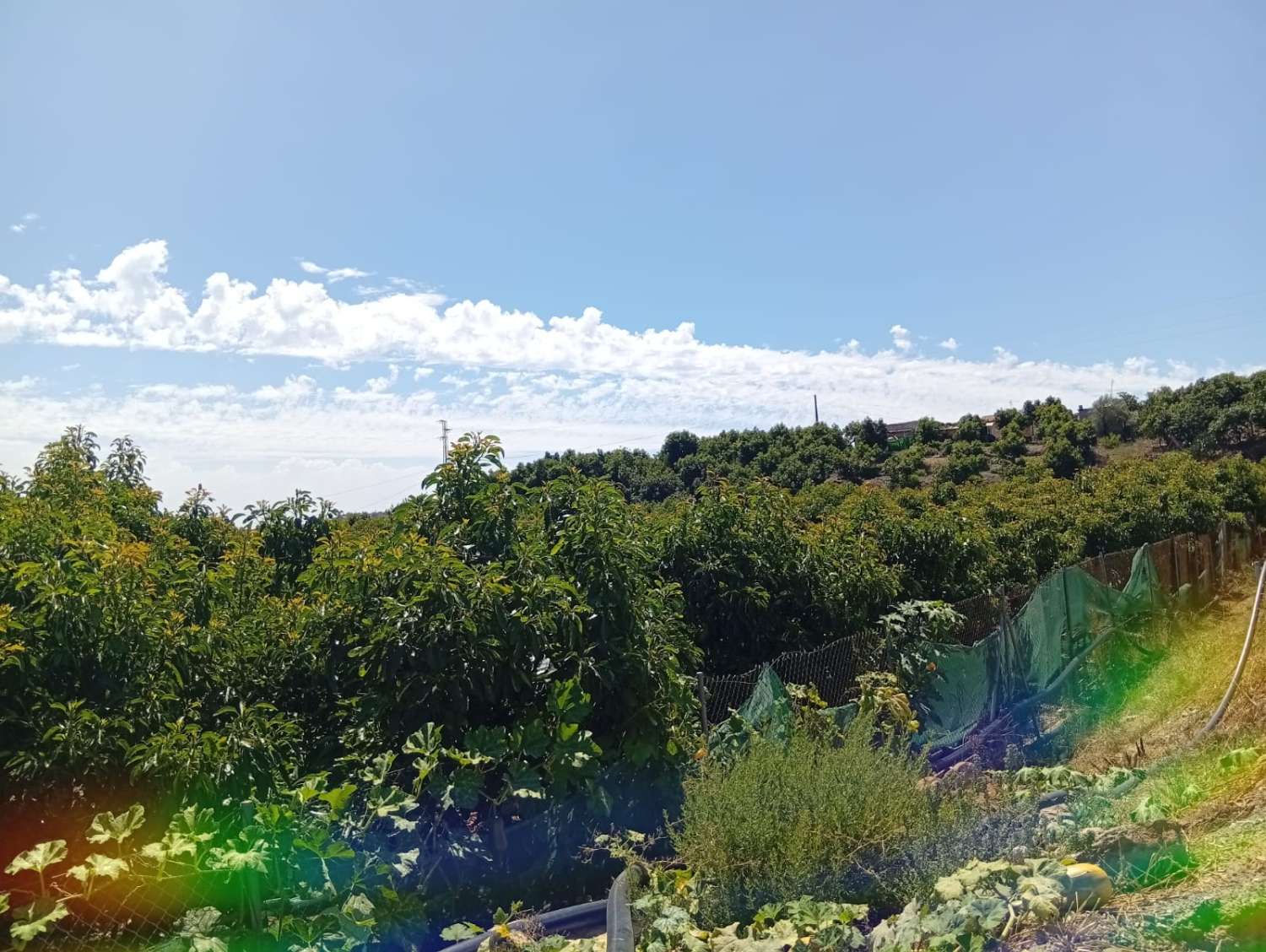Parcela de aguacates en velez malaga