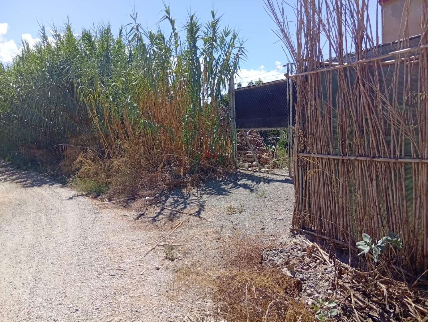 Parcela de aguacates en velez malaga