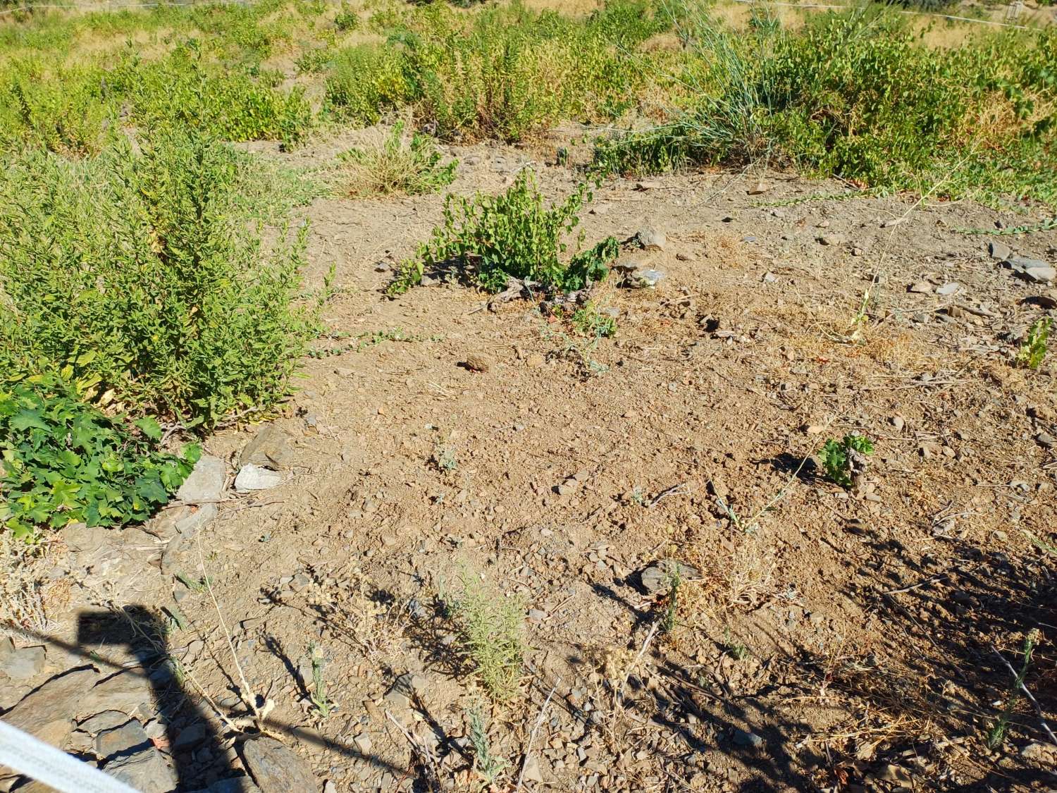 Lantgård med mark i Almachar