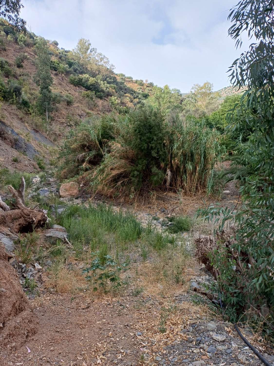 Plot salgai in Comares