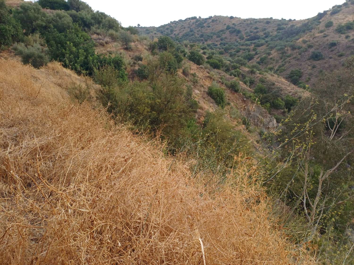 Plot salgai in Comares