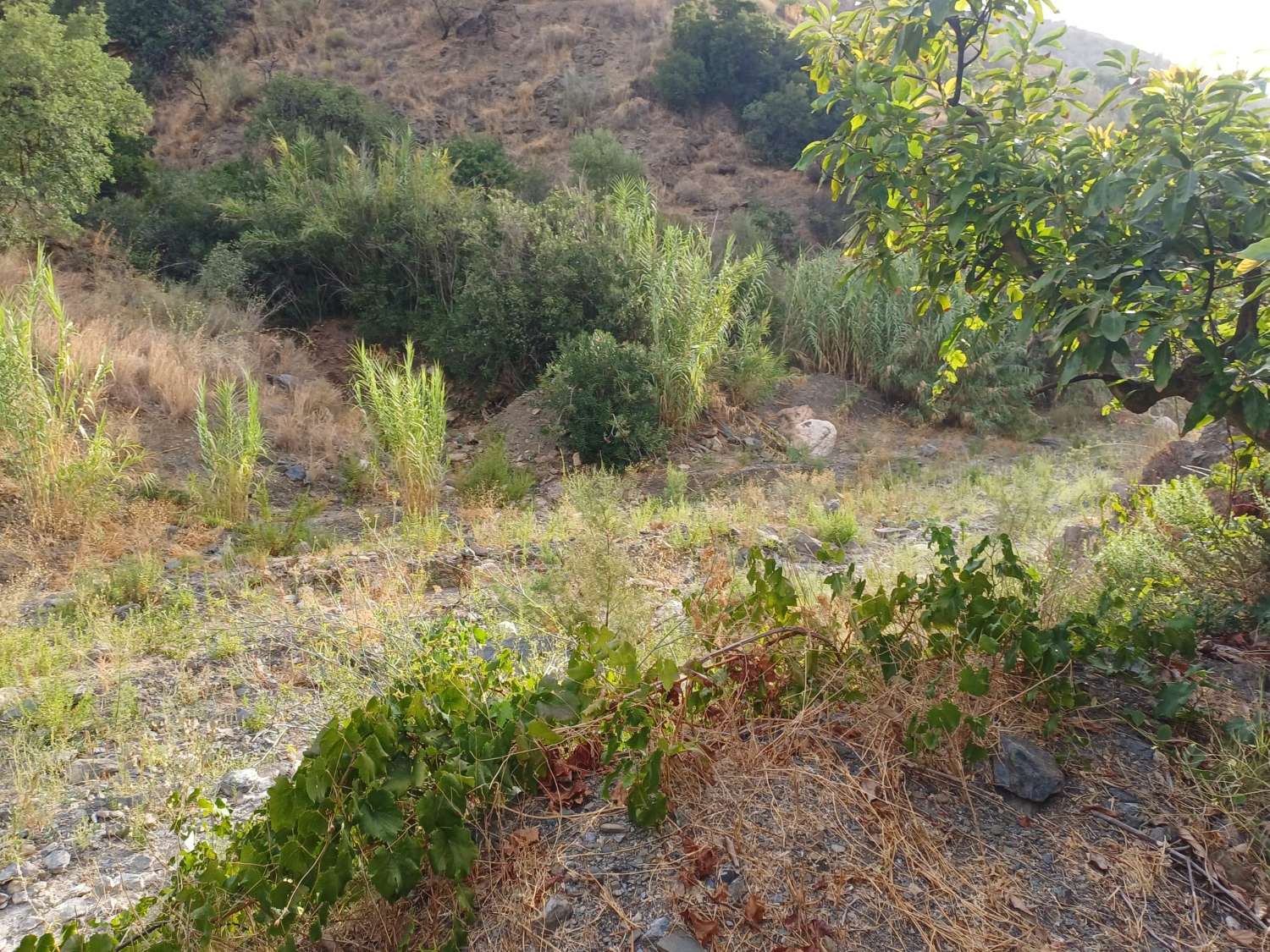Plot salgai in Comares