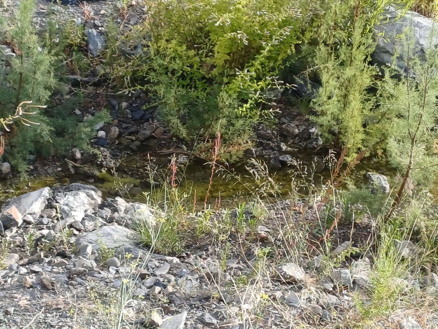 Plot salgai in Comares