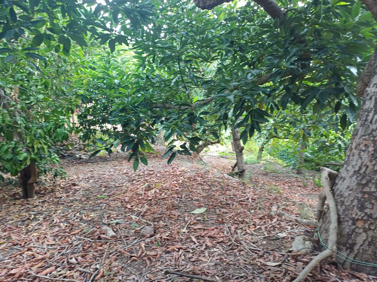 Plot salgai in Comares