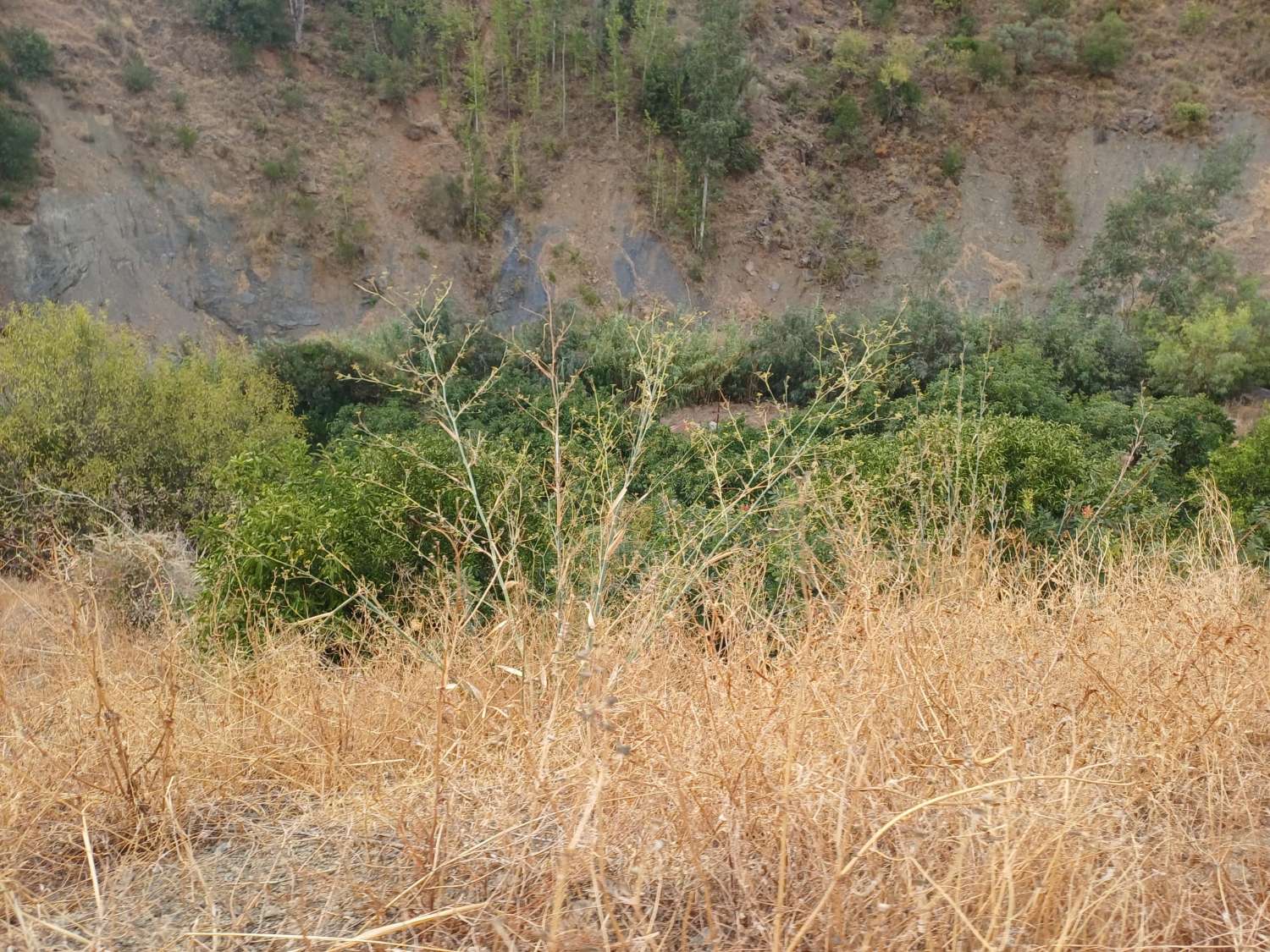Plot salgai in Comares