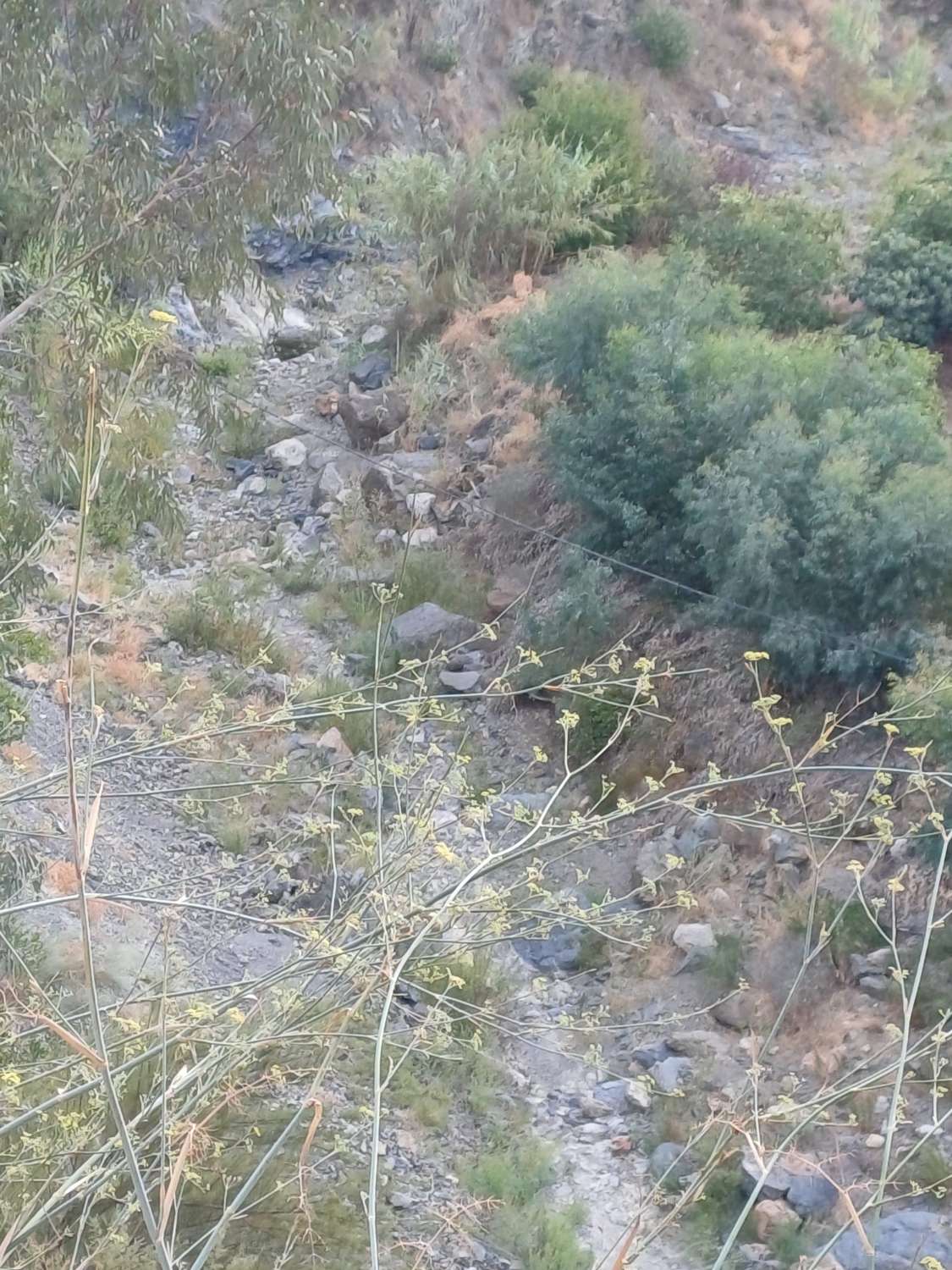 Plot salgai in Comares