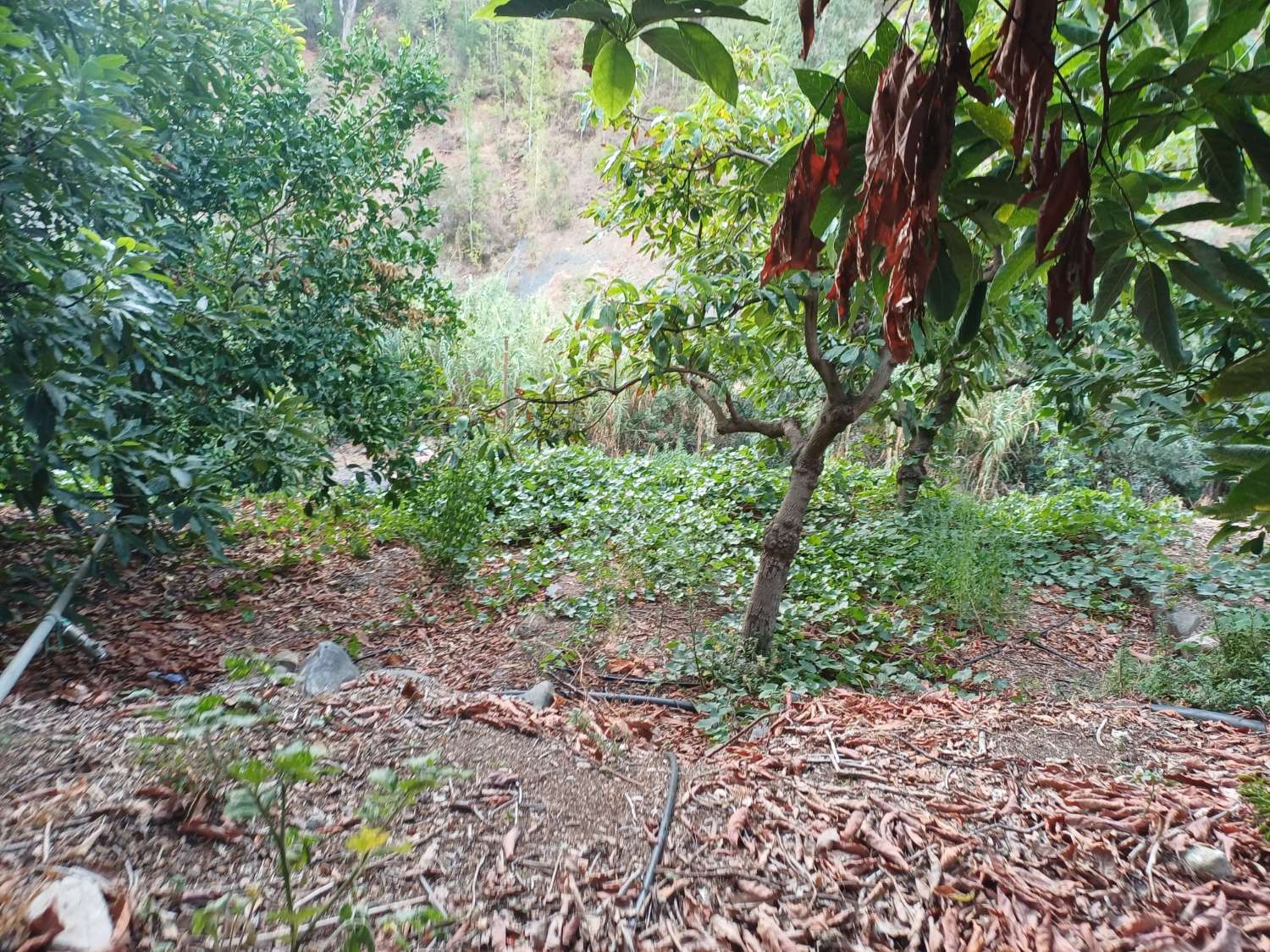 Plot salgai in Comares