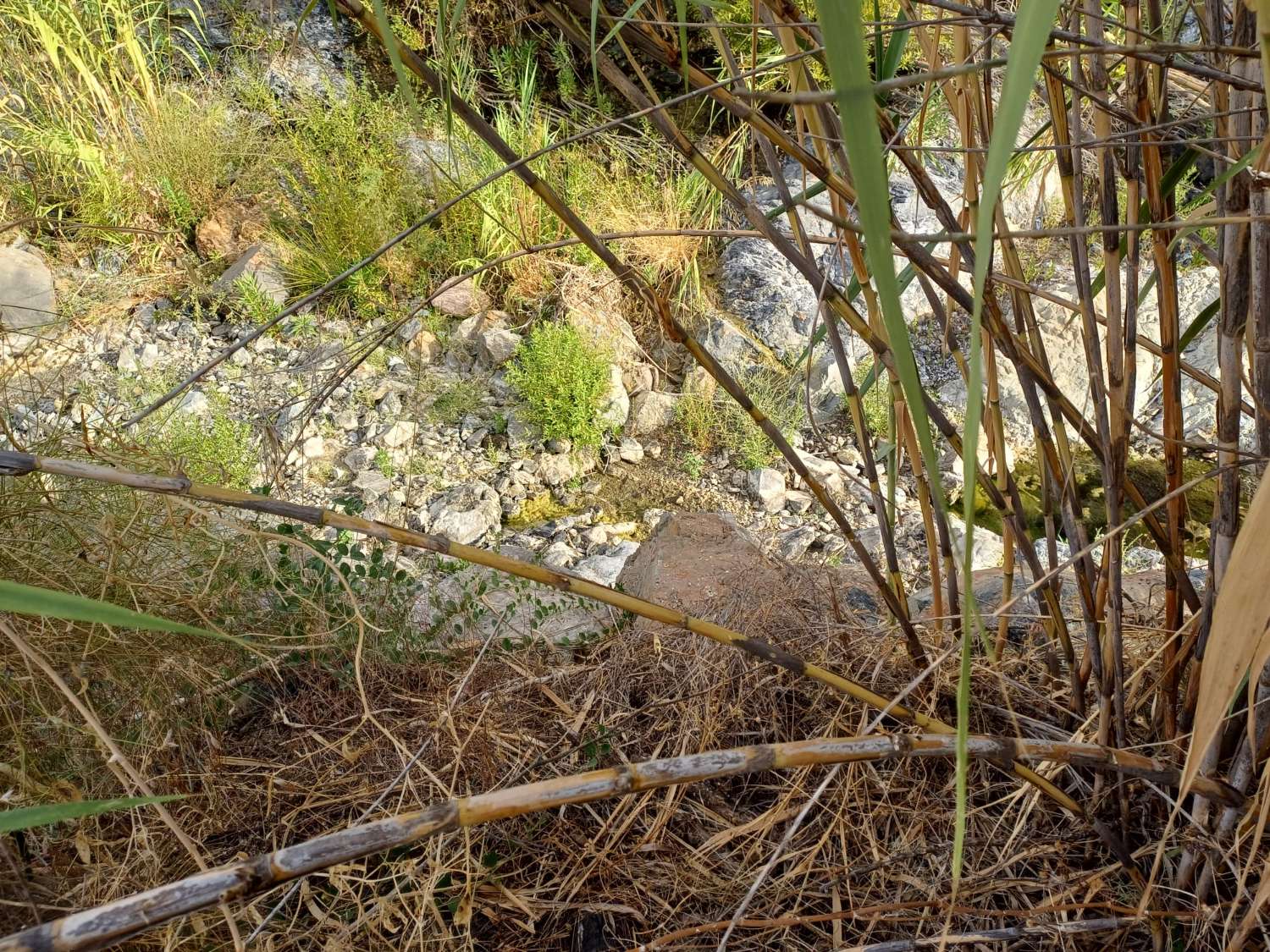 Plot salgai in Comares