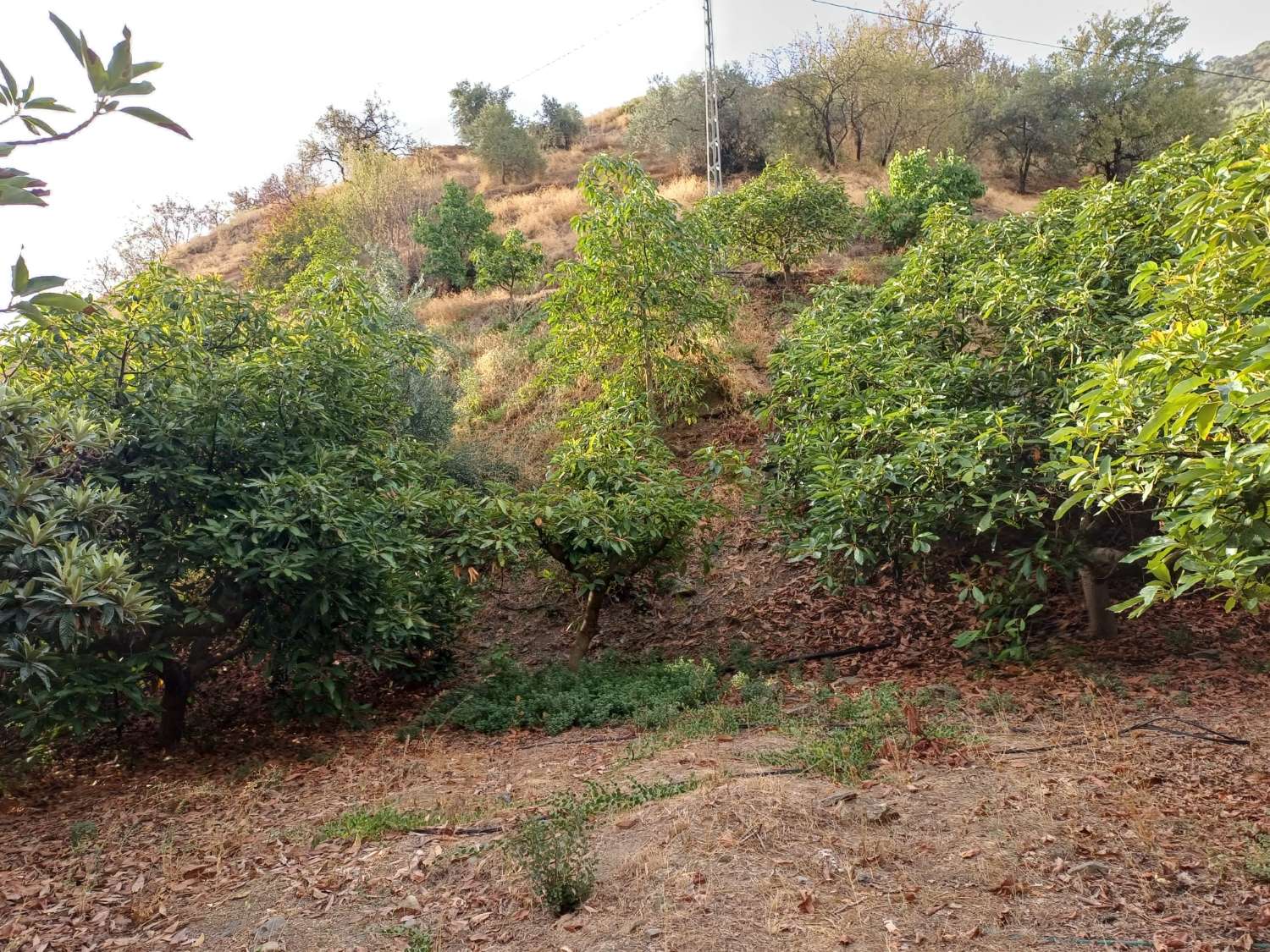 Plot salgai in Comares