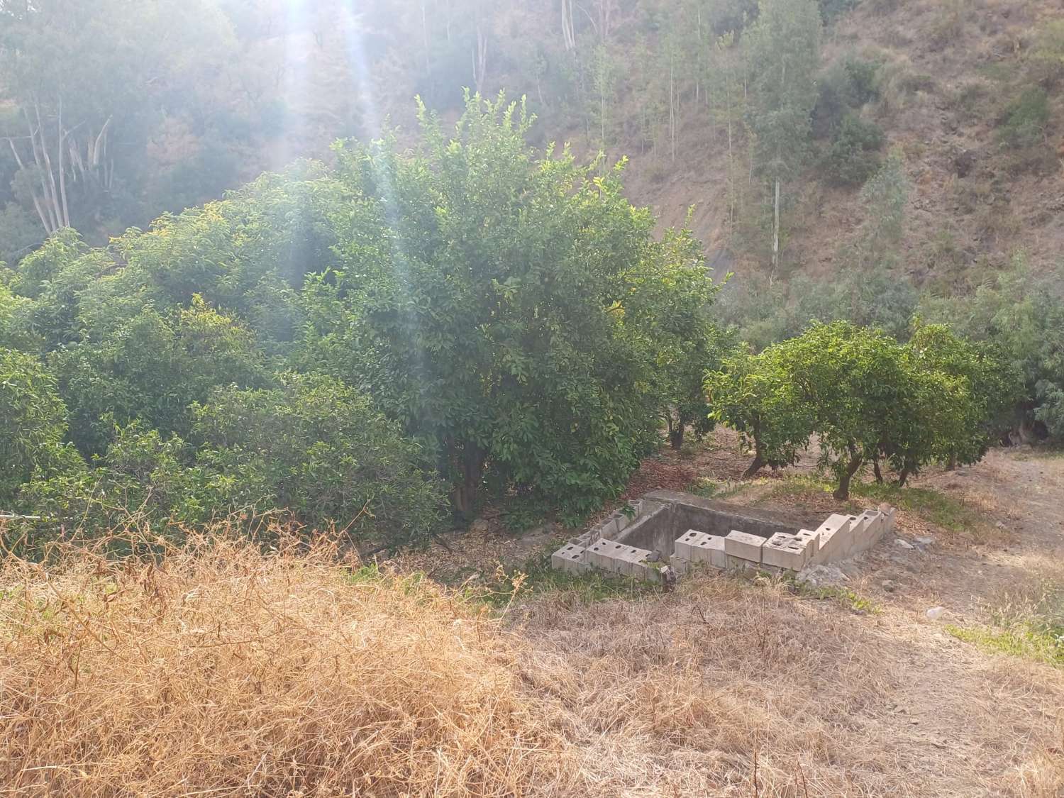 Plot salgai in Comares