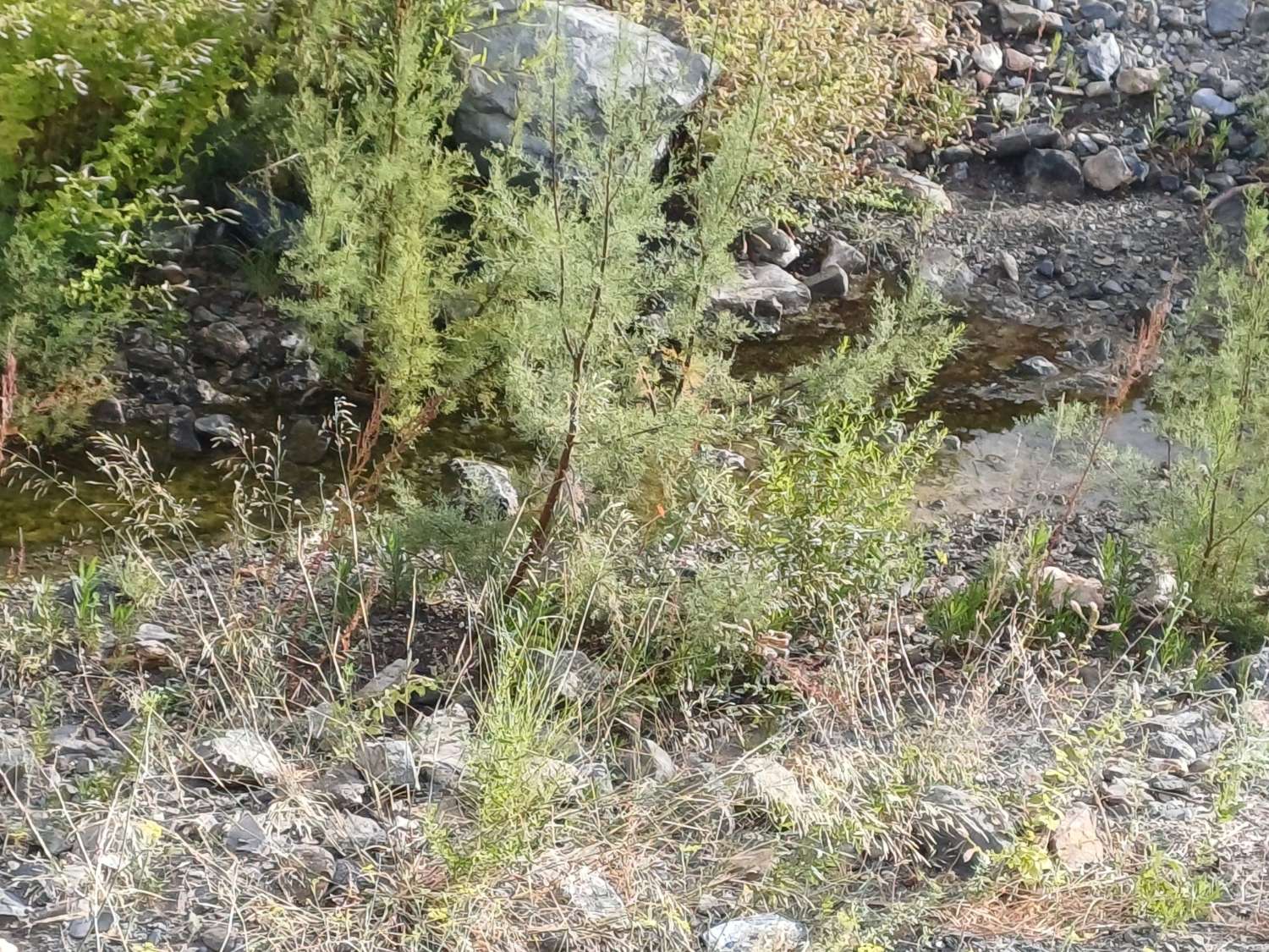 Plot salgai in Comares