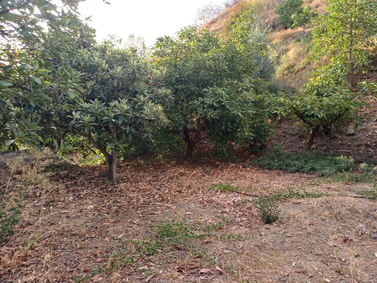 Plot salgai in Comares