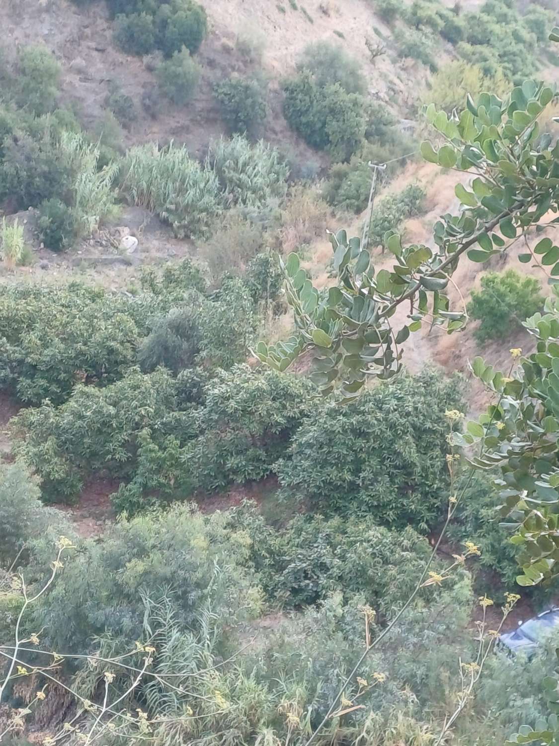 Plot salgai in Comares