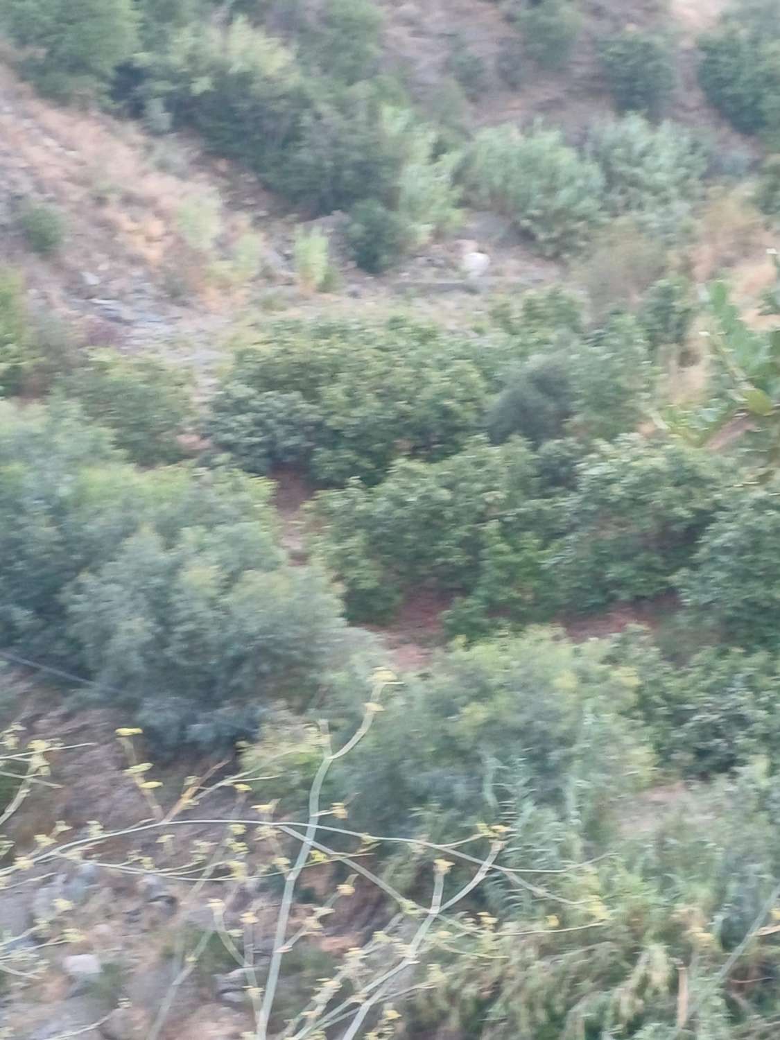Plot salgai in Comares