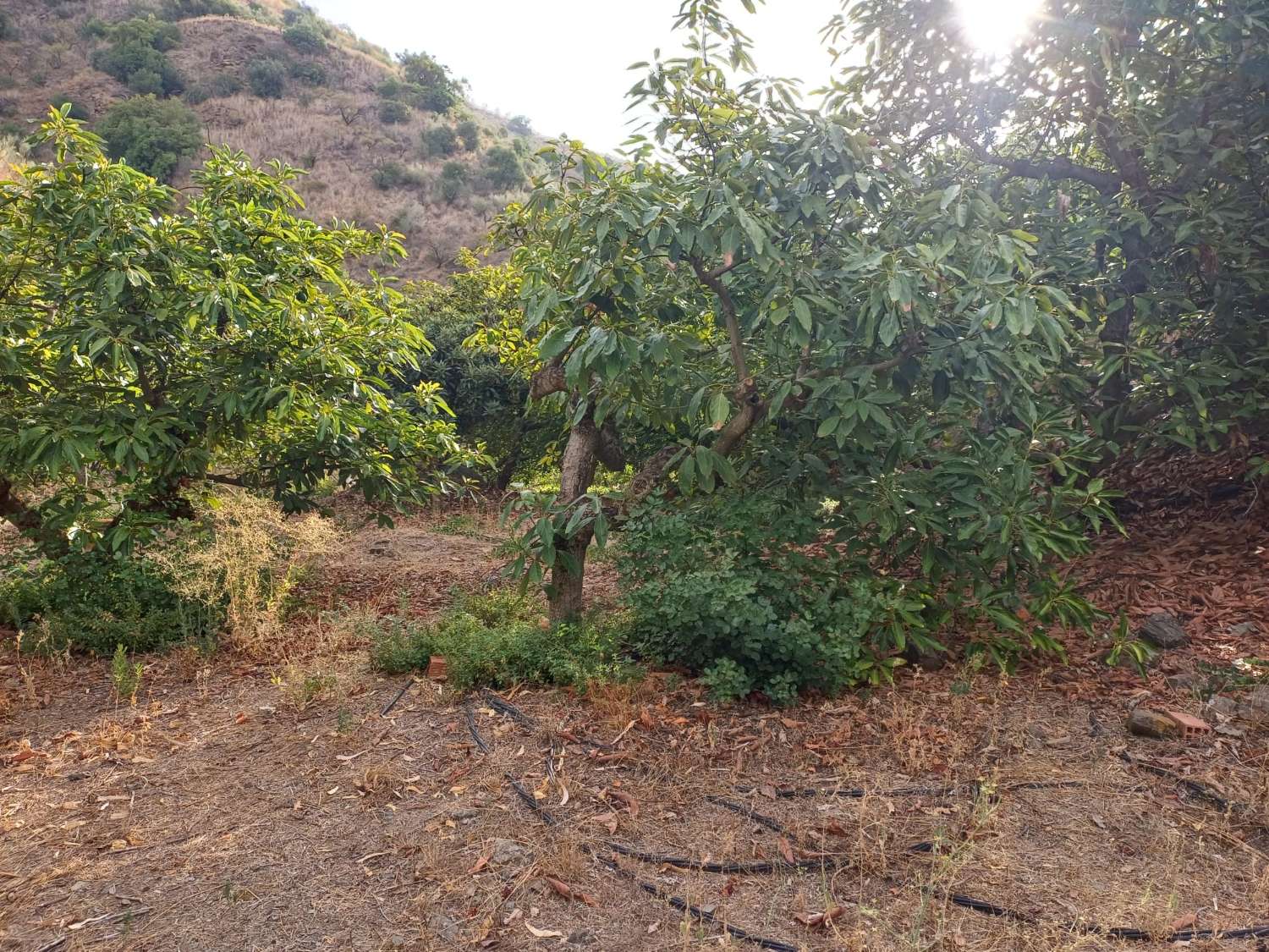Plot salgai in Comares