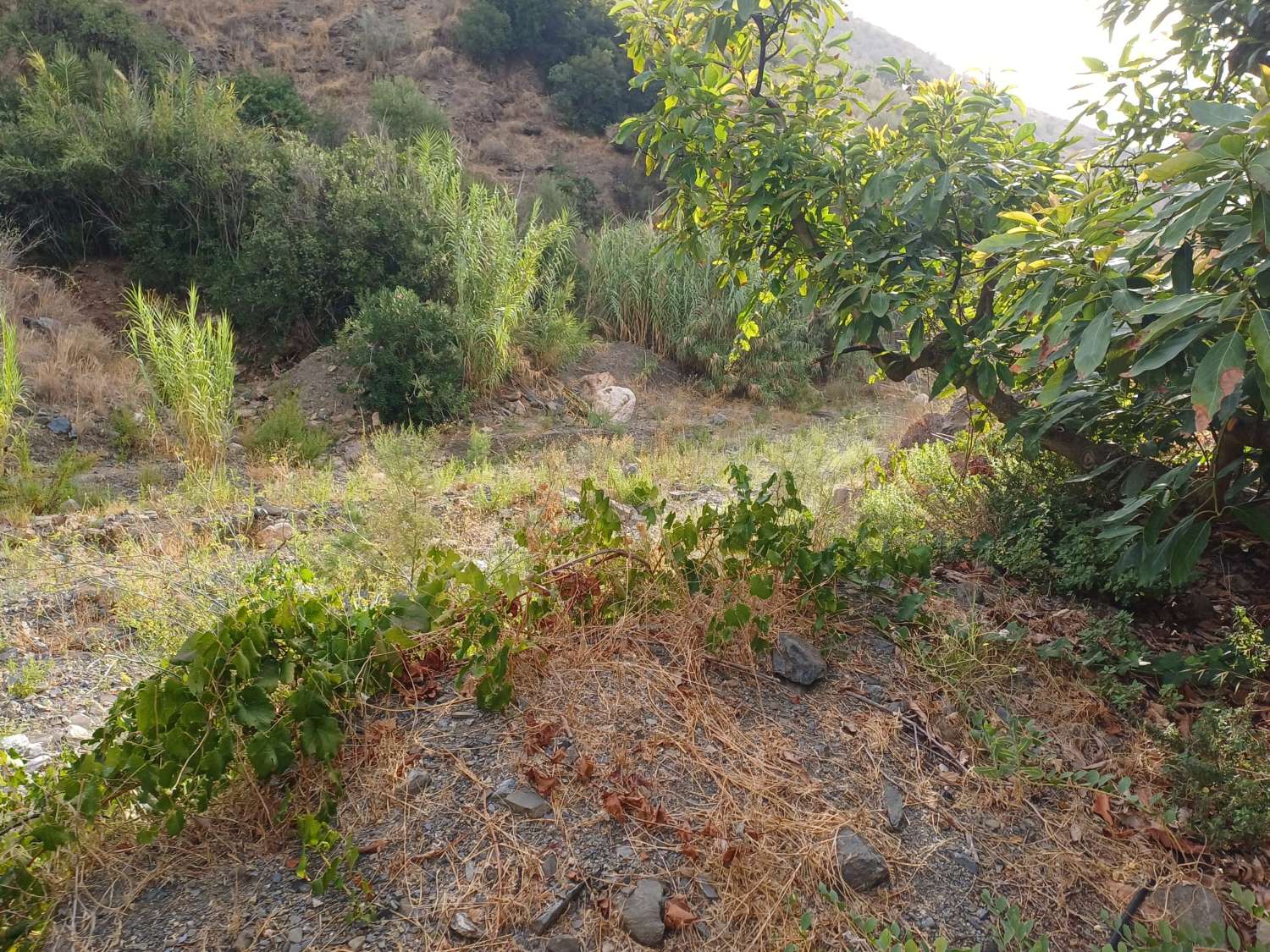 Plot salgai in Comares