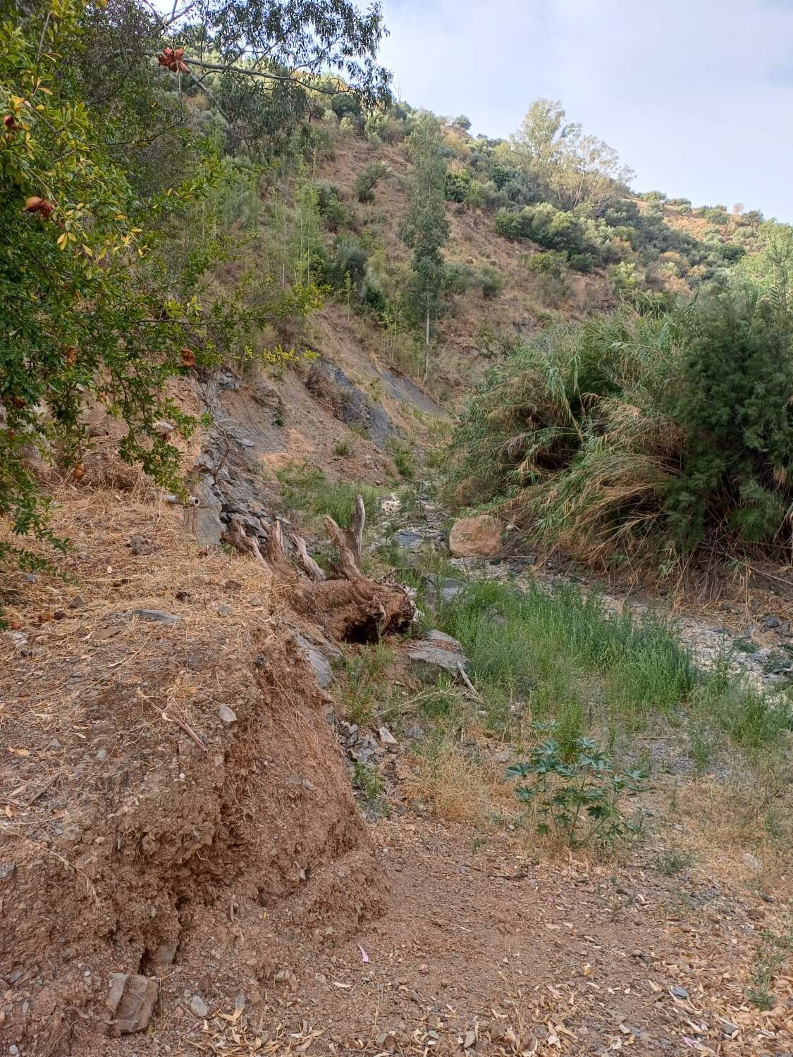 Plot salgai in Comares