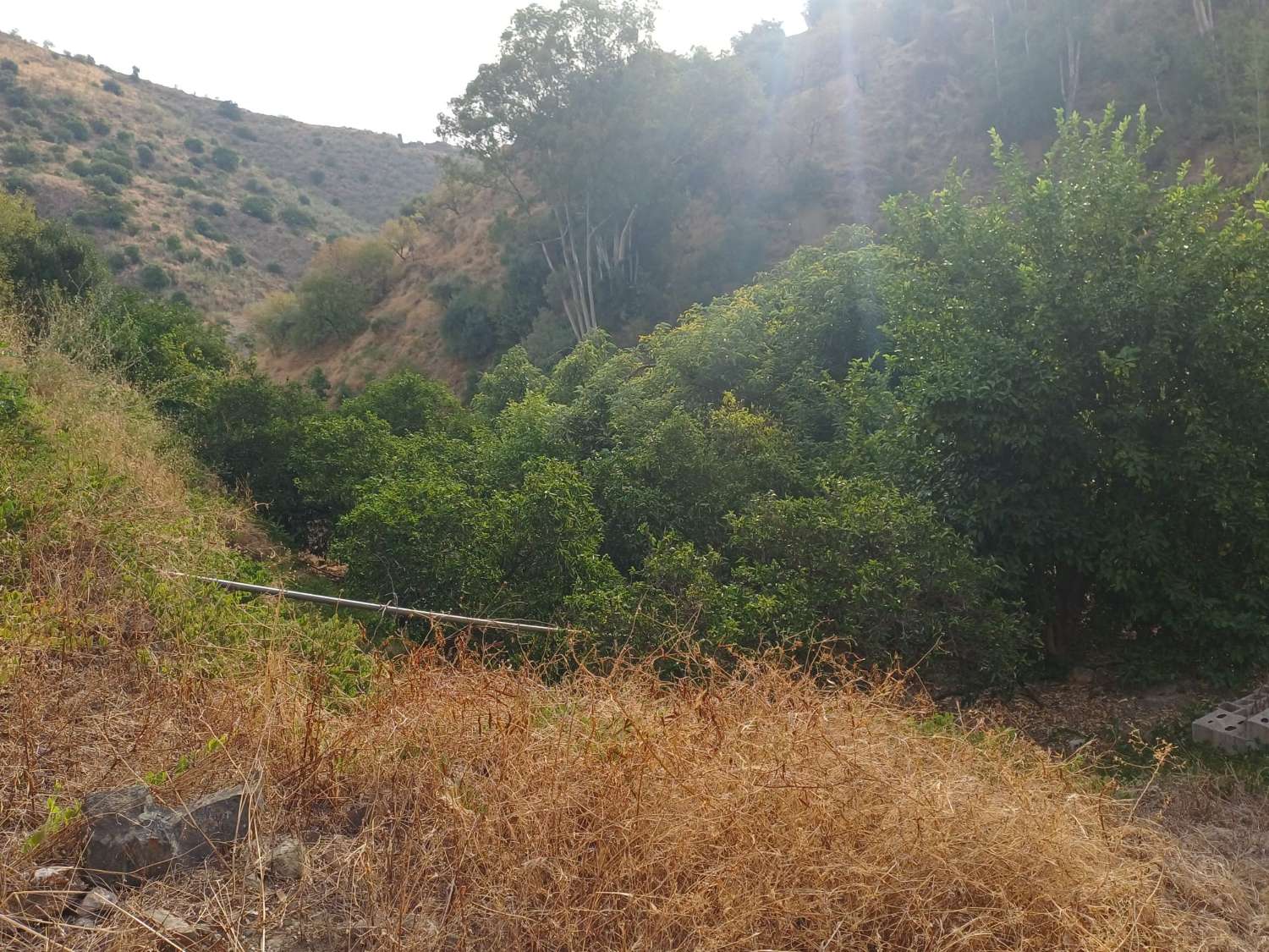 Plot salgai in Comares