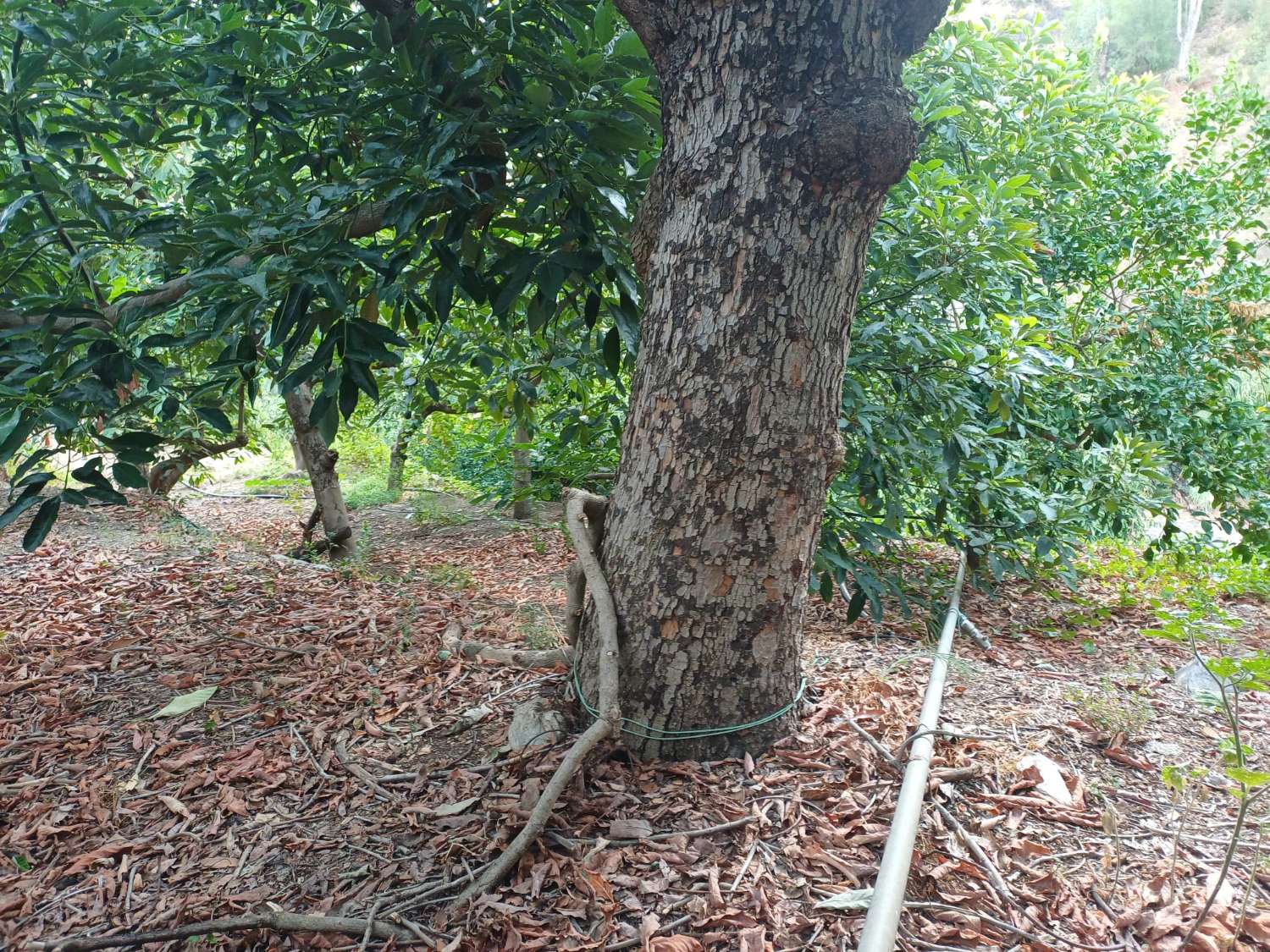 Plot salgai in Comares